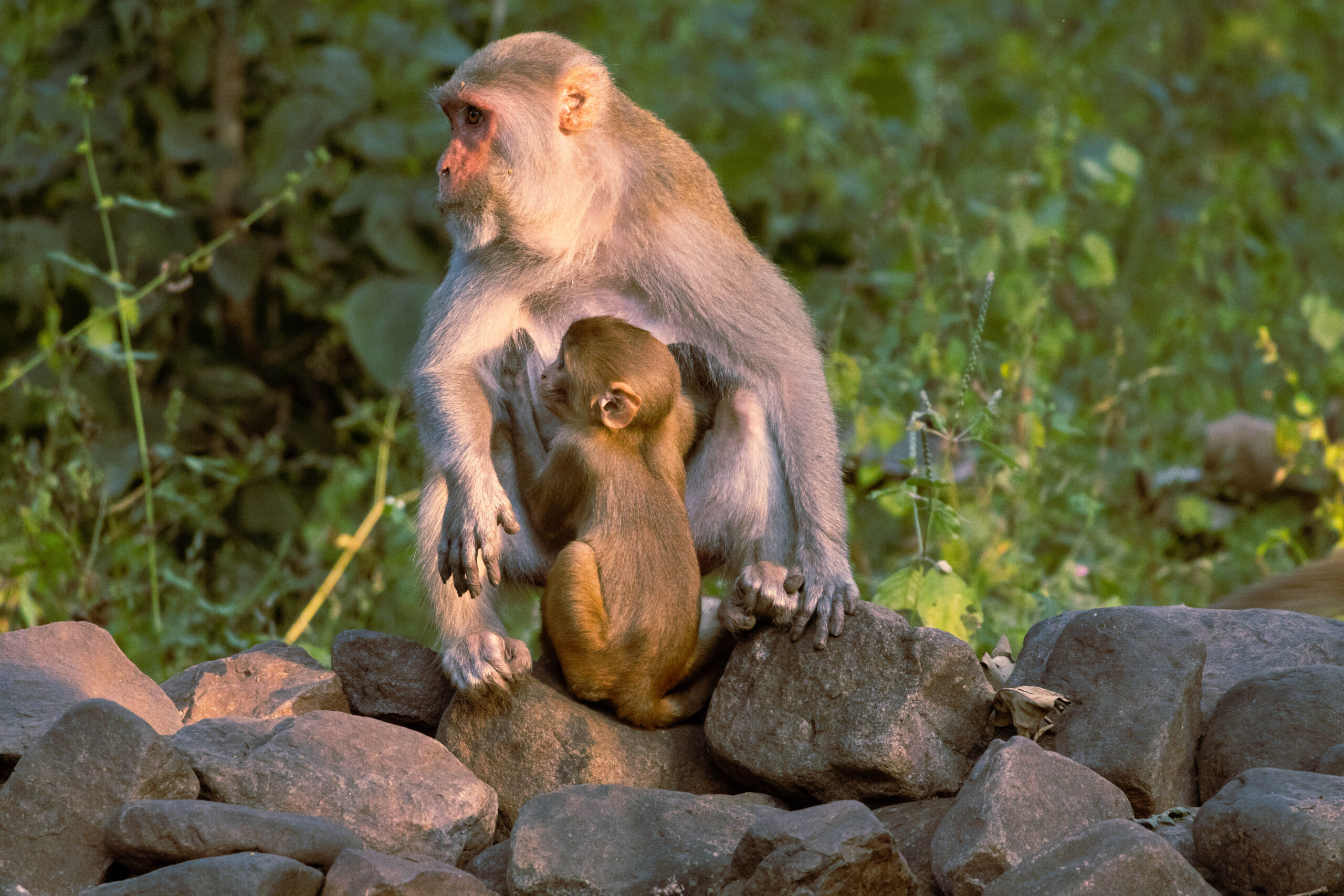 A Cautious Mother a_cautious_mother