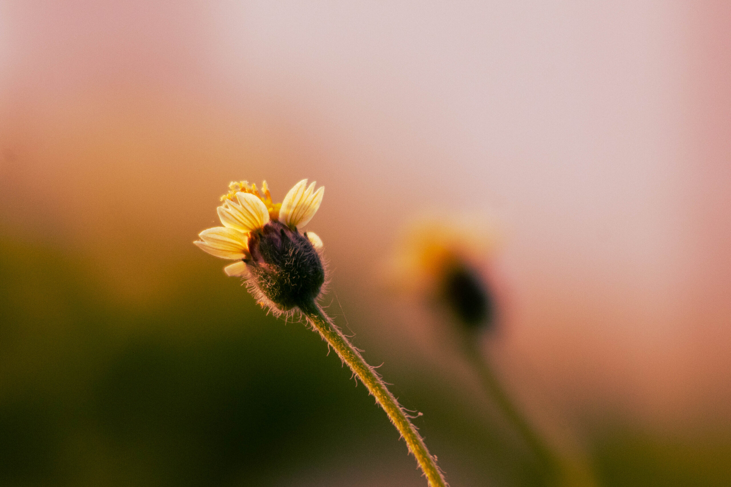 Ground Flower A Grass ground_flower_a_grass